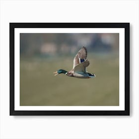 Duck Taking Flight Art Print