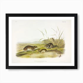 Yellow Cheeked Meadow Mouse, John James Audubon Art Print