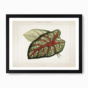 Vintage Houtte 1 Caladium Chantinii Art Print