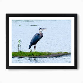 Great Blue Heron Art Print