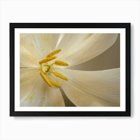 White Tulip Botanical Photography Art Print