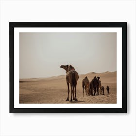 Follow the Caravan of Camels- Al Wathba Abu Dhabi UAE photo print - moody animal photography art Art Print Art Print