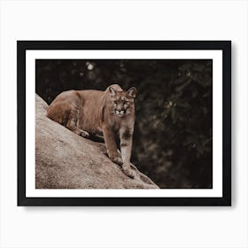 Ready To Pounce Art Print