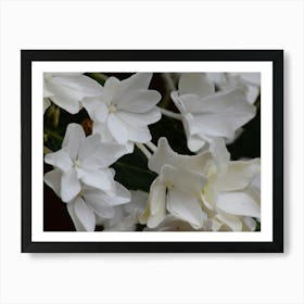 White Lilacs Poster