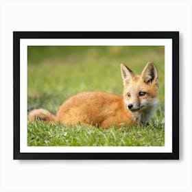 Laying Fox Art Print