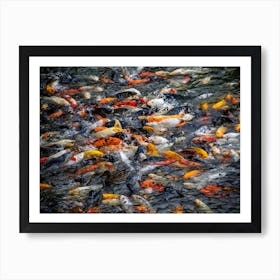 Koi Fish Art Print