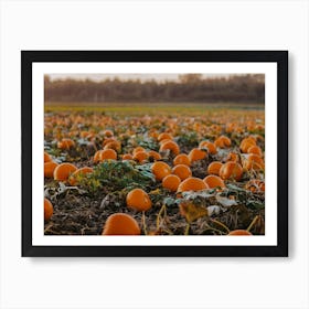 Pumpkin Field Art Print