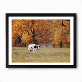 Cow In Autumn Field Art Print