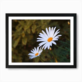 Daisy Art Print