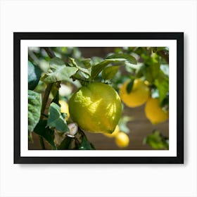 Lemon tree with fresh lemons and green leaves Art Print