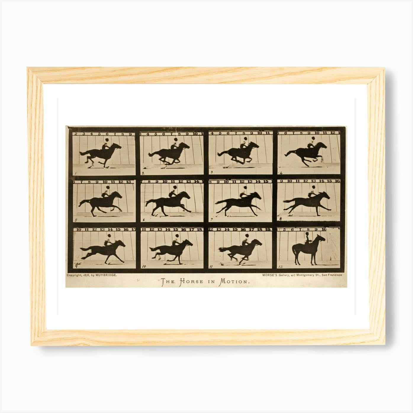 Motion　Print　Locomotion　Art　Animal　In　Horse　The　Fy　Photography　by　Vintage　Collection