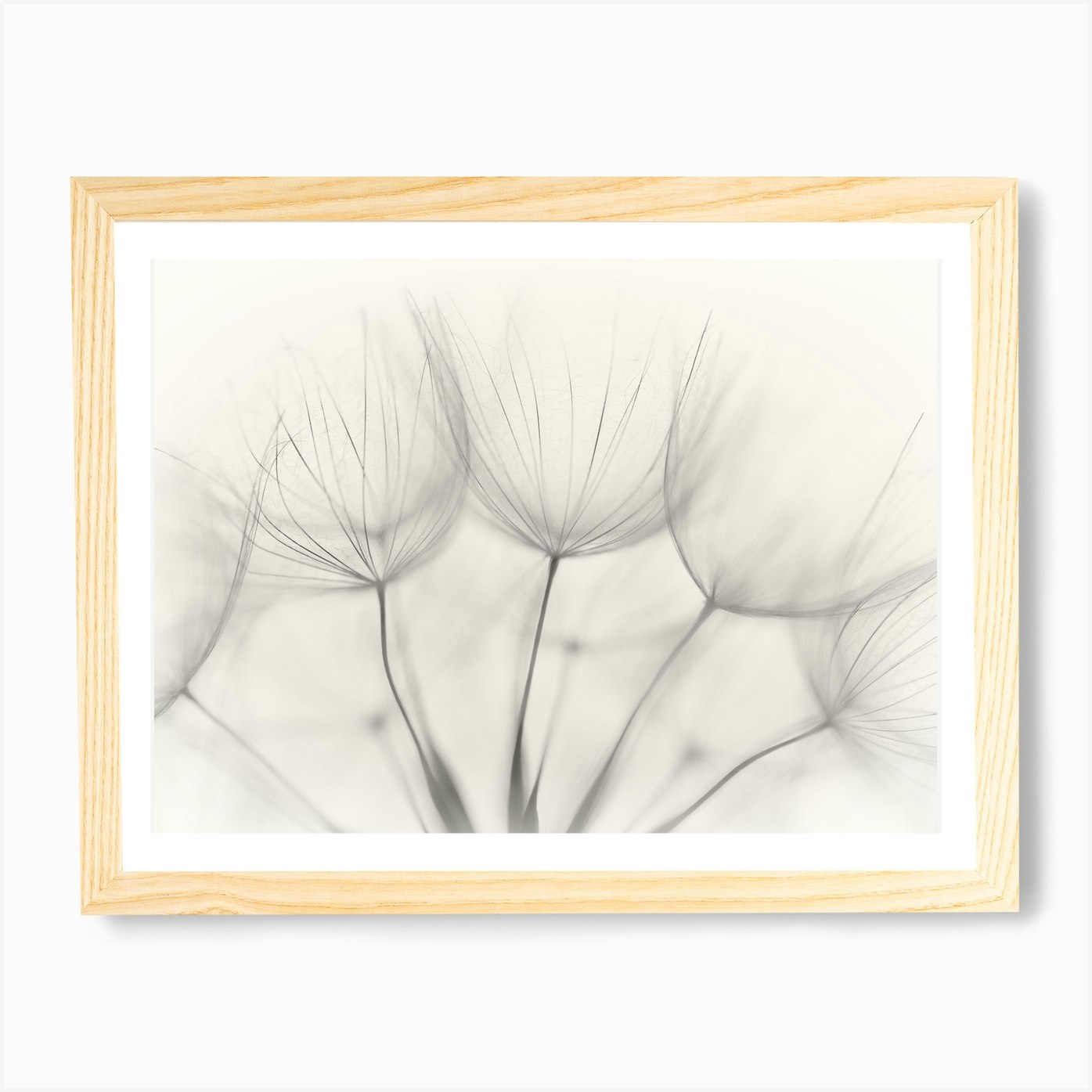 Dandelion Art Print by 1x - Fy