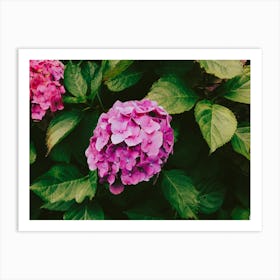 Pink Hydrangeas Flower Art Print