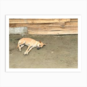 Dog Sleeping In Columbia Art Print