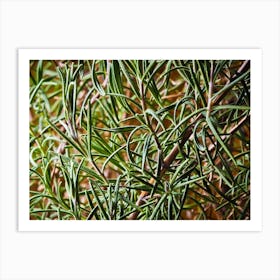 Rosemary Art Print