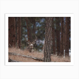 Mule Deer Bedded Down Art Print