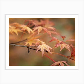 Autumn Leaves 1 Art Print