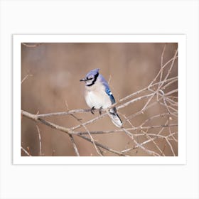 Blue Jay in Winter Art Print