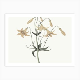 Lily Of The Valley 12 Art Print