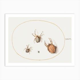 Three Large Spiders And One Small Spider (1575–1580), Joris Hoefnagel Art Print