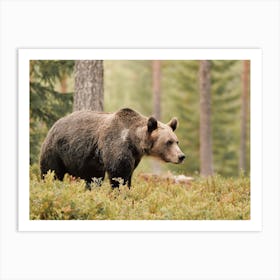 Brown Bear In Forest Art Print