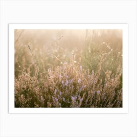 Dreamy heather purple morning sun Art Print