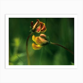 small red and yellow flowers as close up Art Print