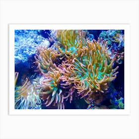 Anemones 201907131850 32ppub Art Print