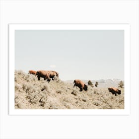 Bison In Sagebrush Art Print