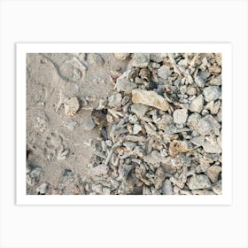 Shells On The Beach, Travel Photography Indonesia Art Print