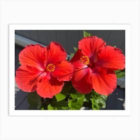 Hibiscus love Art Print