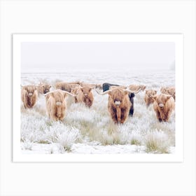 Highland Cows In Snowy Field Art Print