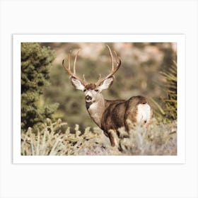 Deer In Sagebrush Art Print