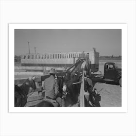Untitled Photo, Possibly Related To Brawley, California, Loading Cattle Into Trailer For Shipment To Market By Russel Art Print
