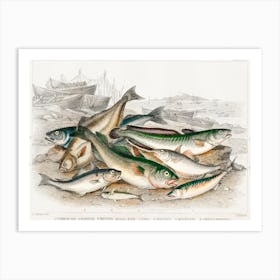 Common Cod, Haddock, Whiting, Coal Fish, Ling, Holibut, Mackerel, And Smelt Or Spirling, Oliver Goldsmith Art Print