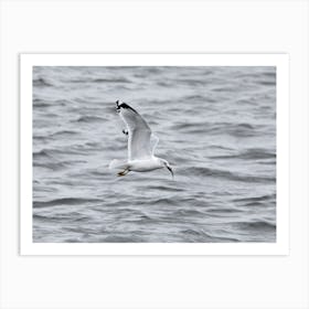 Seagull Flying over the Mississippi River Art Print