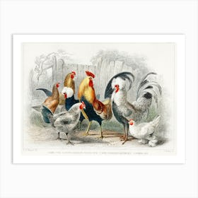 Game Cock, Silver Spangled, White Feathered Bantam Hen, Dorking Hen, Black Polish Hen, Malay Cock, And Hen, Oliver Goldsmith Art Print