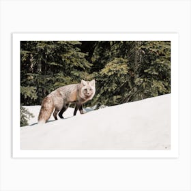 Gray Fox In The Snow Art Print