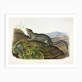 Large Tailed Spermophile, John James Audubon Art Print