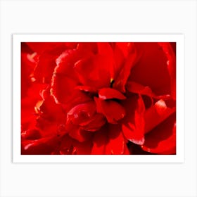 Red Peony Art Print