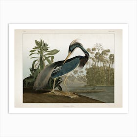 Vintage Audubon 2 Great Louisiana Heron Art Print