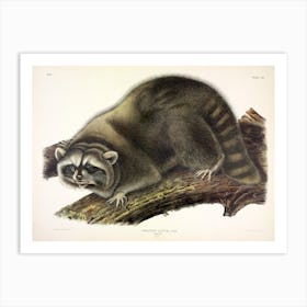  Raccoon, John James Audubon Art Print