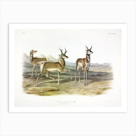 Prong Horned Antelope, John James Audubon Art Print