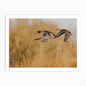 Mallard Ducks Flying Art Print