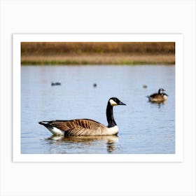 Canadian Geese 43 Art Print