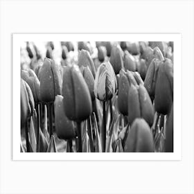Tulip in the spotlight | Black and White Photo | Floral photography | The Netherlands Art Print