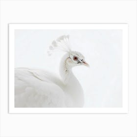 White Peacock 6 Art Print