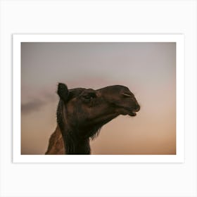 Camel profile - Al Wathba Abu Dhabi UAE photo print - moody animal photography art Art Print Art Print