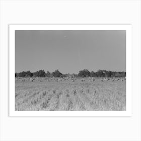 Untitled Photo, Possibly Related To Cranes In Rice Field, Crowley, Louisiana By Russell Lee Art Print