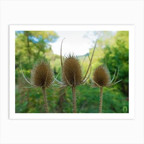 Thistle 20210831 302ppub Art Print